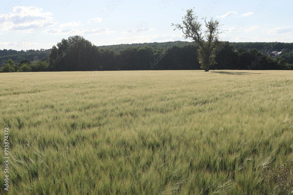 Various fields, wide lands, and valleys. With interesting colors, lines, and textures. Shot in France. Various fields, wide lands, and valleys. With interesting colors, lines, and textures. Shot in France.