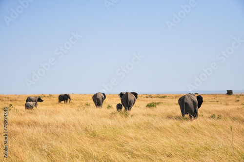 herd of African elephants serenely roams vast, untamed plains of Savannah of Africa.