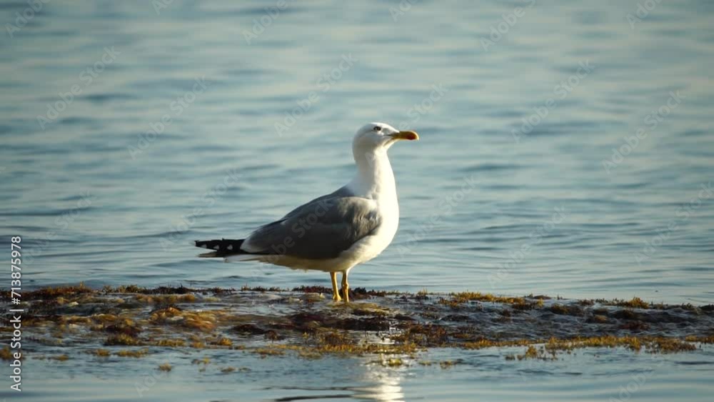 Slow motion close-up shot of a seagull on the rock against calm sea. Bird looking around and cleans its feathers, waiting for a prey and flies to catch a fish. No people. Slow motion Slow motion close-up shot of a seagull on the rock against calm sea. Bird looking around and cleans its feathers, waiting for a prey and flies to catch a fish. No people. Slow motion