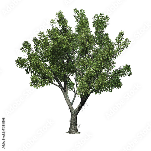 Red Oak tree on transparent background - 3D Illustration