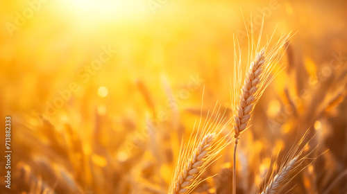 wheat golden field agriculture sunset