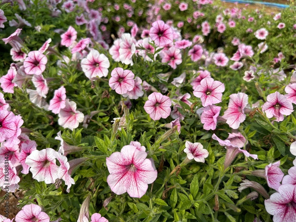 pink flowers in the garden pink flowers in the garden