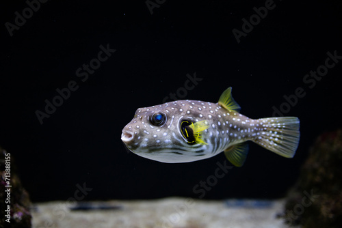 Arothron hispidus. Fish in water