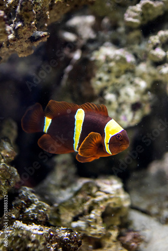 Maroon Clownfish. Premnas biaculeatus. Gold Stripe Maroon Clownfish. Lightning fish. Striped fish photo