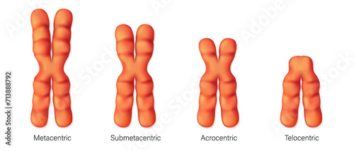 Structure of chromosome types vector. Metacentric, Submetacentric, Acrocentric, Telocentric. Classification of chromosomes to the position of centromere. photo