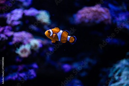 Clown fish. Amphiprion ocellaris. Amphiprioninae. Fish in reef. Clownfish. Ocellaris clownfish. Nemo fish
