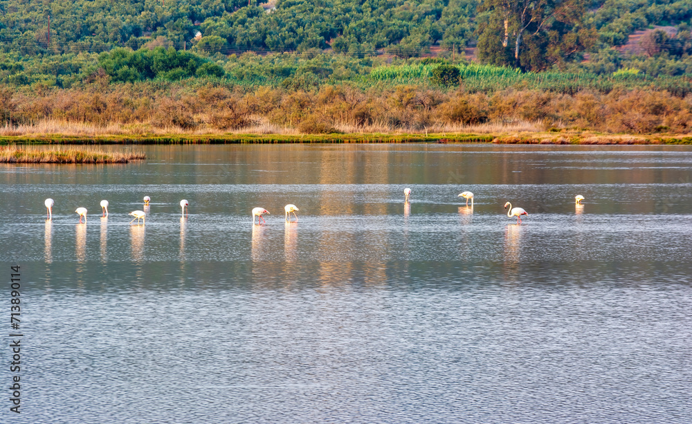 Wildlife scenery view with beautiful flamingos wandering in Gialova lagoon, Messinia, Greece