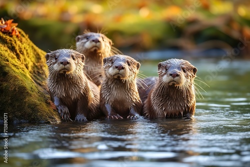 otter in the water © NabilBin