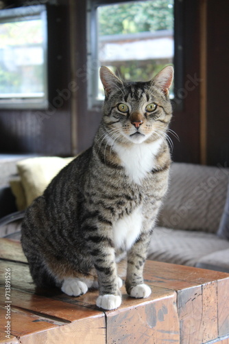 Wallpaper Mural Grey and Black cat sitting on wooden table Torontodigital.ca
