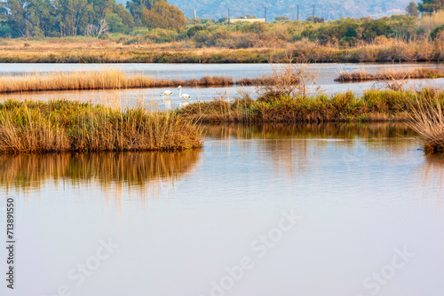 Wildlife scenery view with beautiful flamingos wandering in Gialova lagoon, Messinia, Greece photo