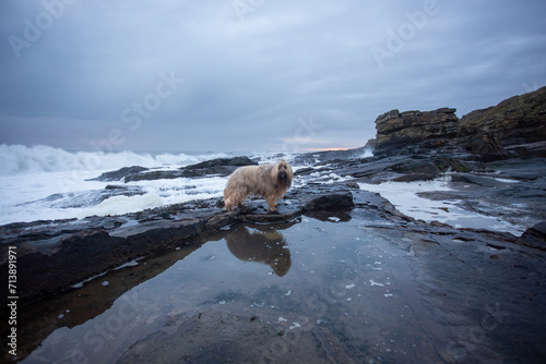 dog reflected in rock pool