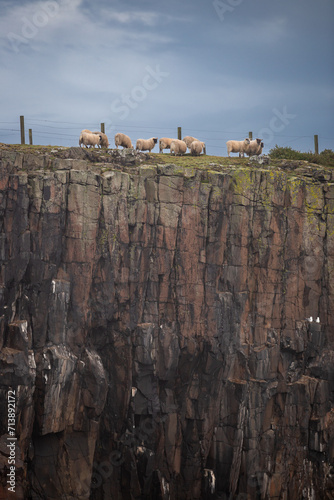 sheep on a clifftop