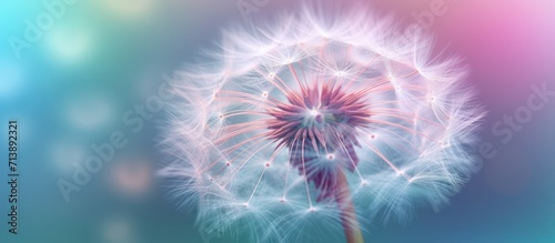 dandelion flower background macro close-up blue and purple blur,concept of summer, spring