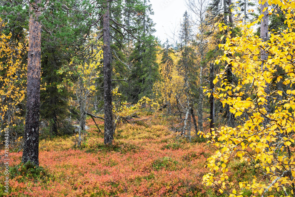 Colorful trees and forest floor during fall foliage in Salla National Park, Northern Finland
