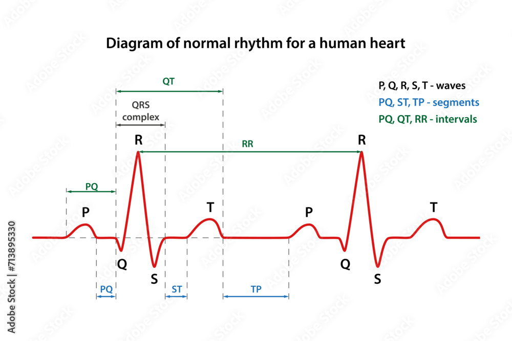 Diagram of the phases of normal rhythm for a human heart with main parts labeled. Heart cardiogram. Vector illustration in flat style Diagram of the phases of normal rhythm for a human heart with main parts labeled. Heart cardiogram. Vector illustration in flat style