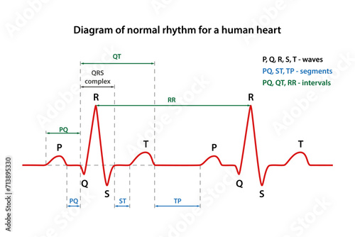 Diagram of the phases of normal rhythm for a human heart with main parts labeled. Heart cardiogram. Vector illustration in flat style