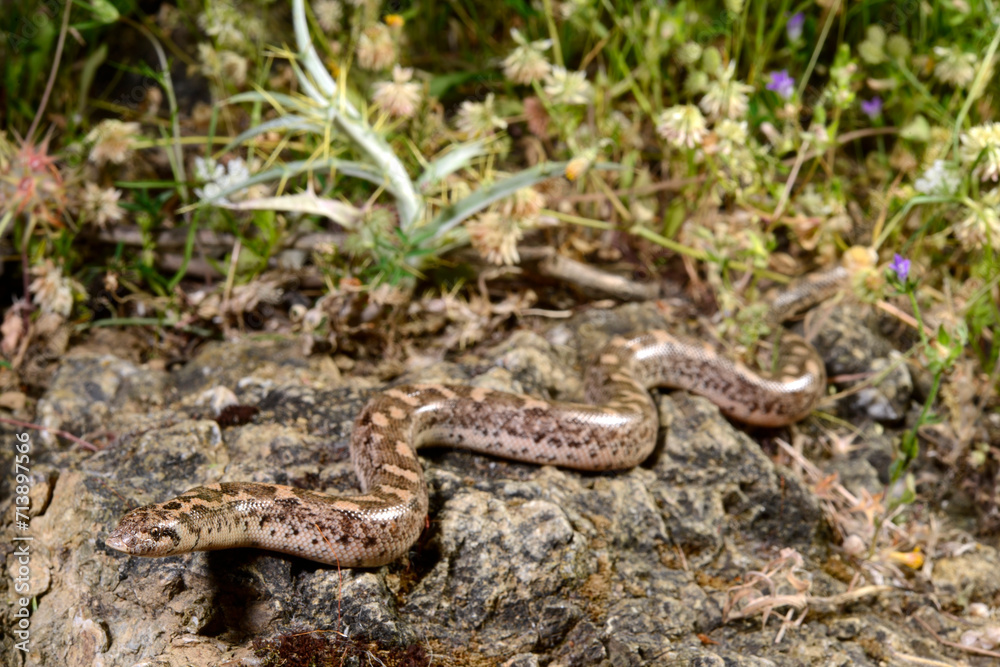 Javelin sand boa // Westliche Sandboa (Eryx jaculus turcicus) - Dalyan, Turkey Javelin sand boa // Westliche Sandboa (Eryx jaculus turcicus) - Dalyan, Turkey