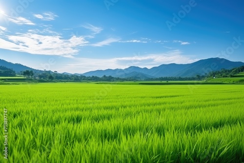 Asia s picturesque green rice paddy field beneath a stunning blue sky