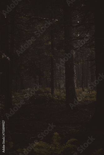 dense forest. coniferous trees. autumn dark forest after the rain