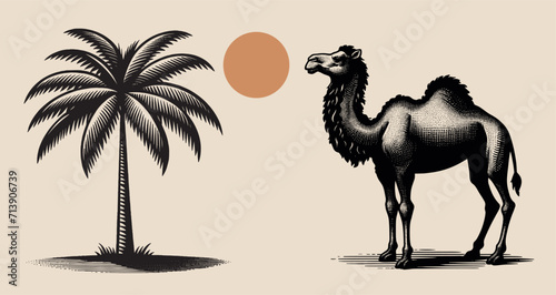 Camel in the desert. Palm tree. Sun. Vintage retro engraving illustration.