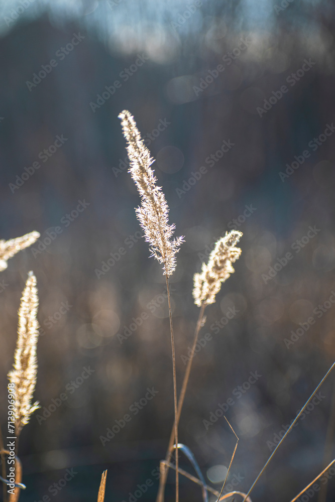 Fototapeta premium a reed growing near a lake