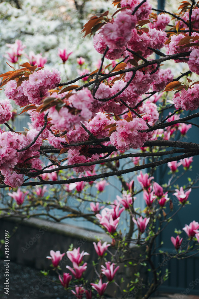 flowers on the tree. trees bloom in spring. beautiful flowers flowers on the tree. trees bloom in spring. beautiful flowers