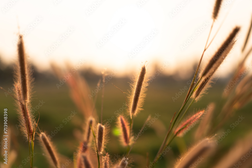 Grass flowers in the evening, sunset with golden light, flowers in the countryside. Wild grass flowers with the evening sun Grass flowers in the evening, sunset with golden light, flowers in the countryside. Wild grass flowers with the evening sun