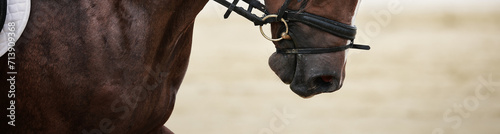 Photo of a locking strap that is strapped too tightly on a dressage horse. Horse becomes disabled.