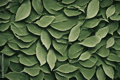 A textured pattern of tree leaves