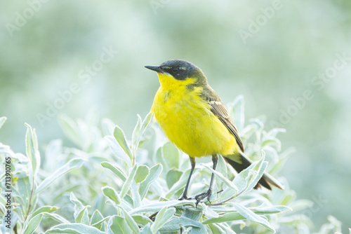 Close-up of a Yellow wagtail perched in the middle of Willow bushes on a summer evening on a wet meadow in Riisitunturi National Park, Northern Finland 