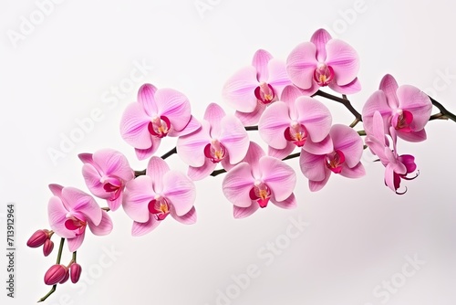 Close-up of a pink orchid branch in bloom, white background.