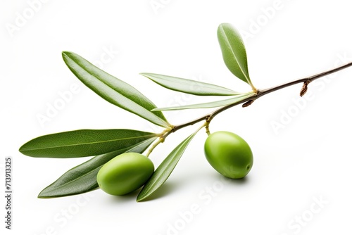 Isolated olive branch design element on white background