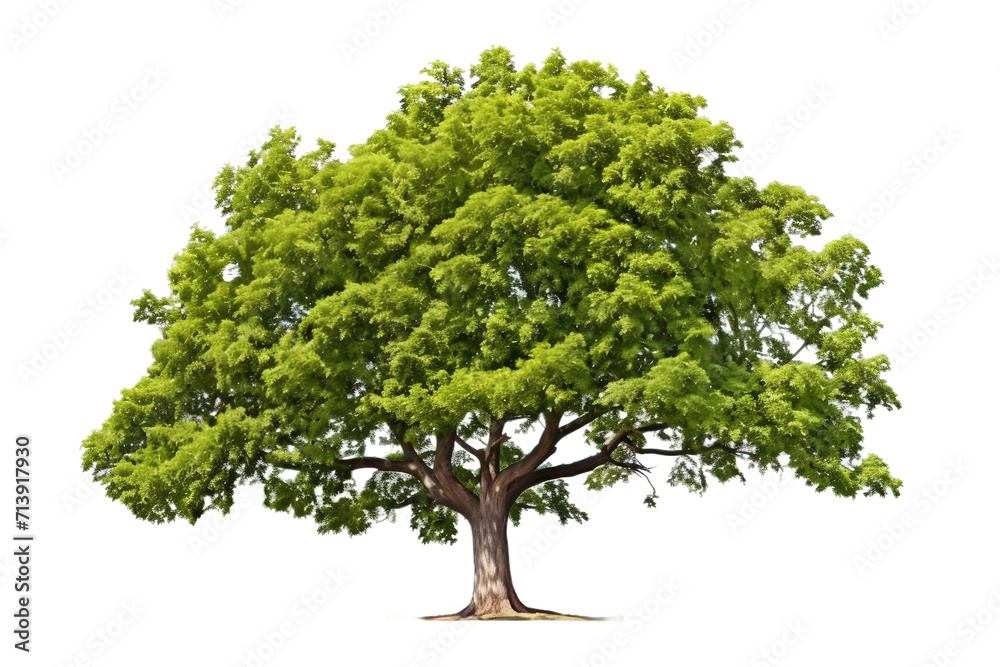 Elder Tree Isolated on Transparent Background