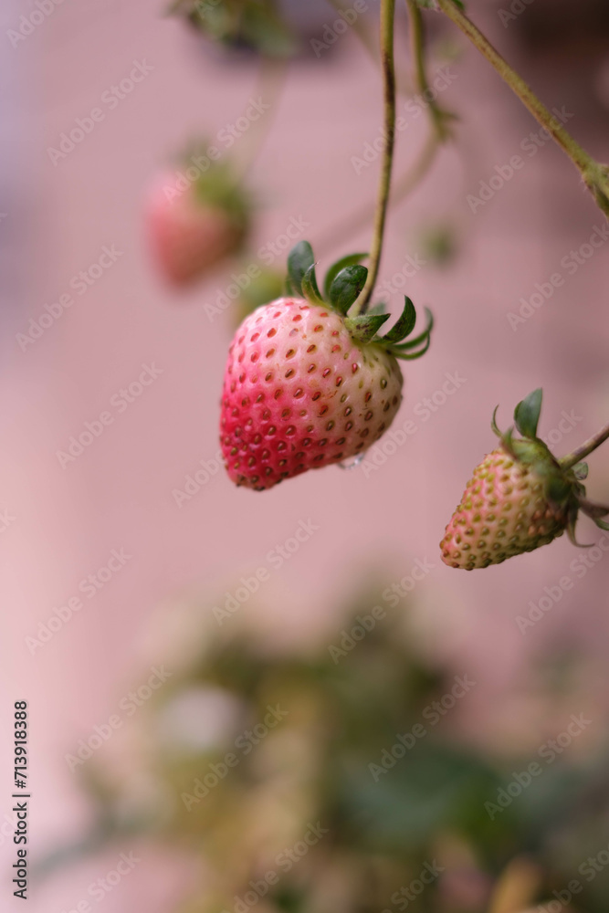 庭で植えたいちご。まだ熟しきらない食べ頃はもう少し先。