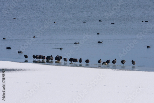 Ptaki wodne zimą na brzegu jeziora