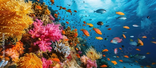 Coral reef with branching coral and colorful tropical fish swimming underwater in a natural marine ecosystem attracting eco tourism and divers. Creative Banner. Copyspace image © HN Works