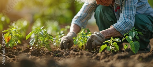 Farmer 50s senior woman holds green pepper seedlings in her hands Planting green pepper seedling in garden bio farming High quality photo. Creative Banner. Copyspace image photo