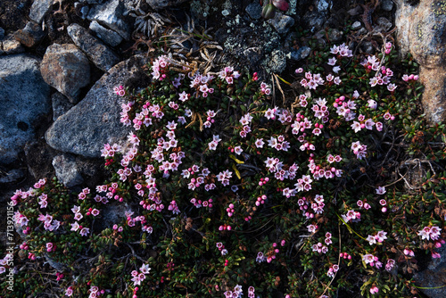 A blanket of pinkish Alpine azalea, Kalmia procumbens flowering on a rocky ground in Urho Kekkonen National Park, Northern Finland photo