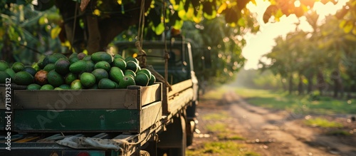 Farmers loading the truck with full hass avocado s boxes Harvest Season. Creative Banner. Copyspace image photo