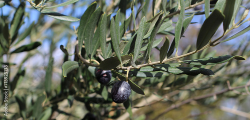 Macro shot of olive trees in garden of village house where organic farming is done. green gray thin long leaves. Delicious green black olives grown on tree branches. Olea europaea from family Oleaceae