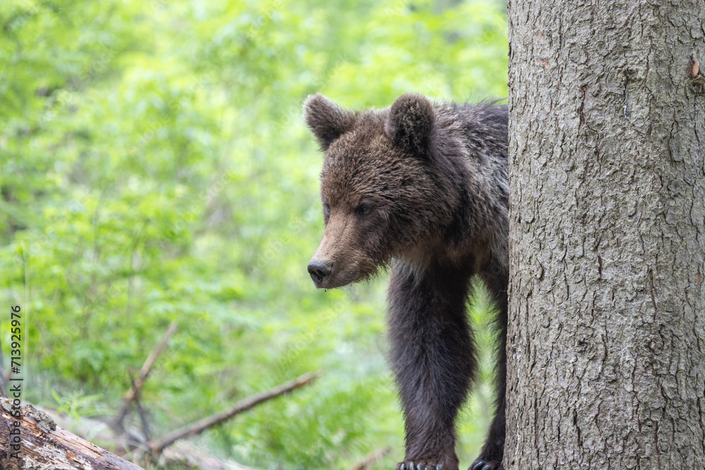 Brown bear in green summer forest behind a tree Brown bear in green summer forest behind a tree
