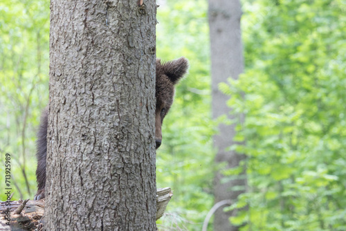 Brown bear in green summer forest behind a tree