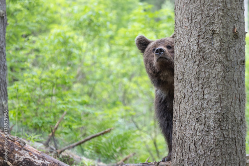 Brown bear in green summer forest behind a tree