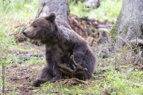 Brown bear ursus arctos sitting in spruce forest playing with branch