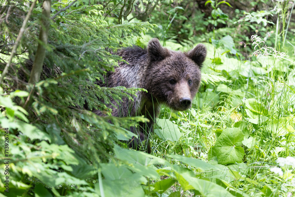Portrait of brown bear walking in mountain forest Portrait of brown bear walking in mountain forest