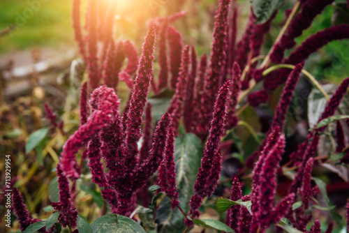 Blooming amaranth close-up, Amaranthus cruentus is red-purple in inflorescences. Cultivation of garden plants and flowers. Background on healthy vegetarian food photo