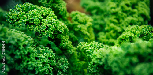 Growing Kale green cabbage, curly kale, on a farm for business, in the fields. Deep green natural background, selective focus, copy space, banner size
