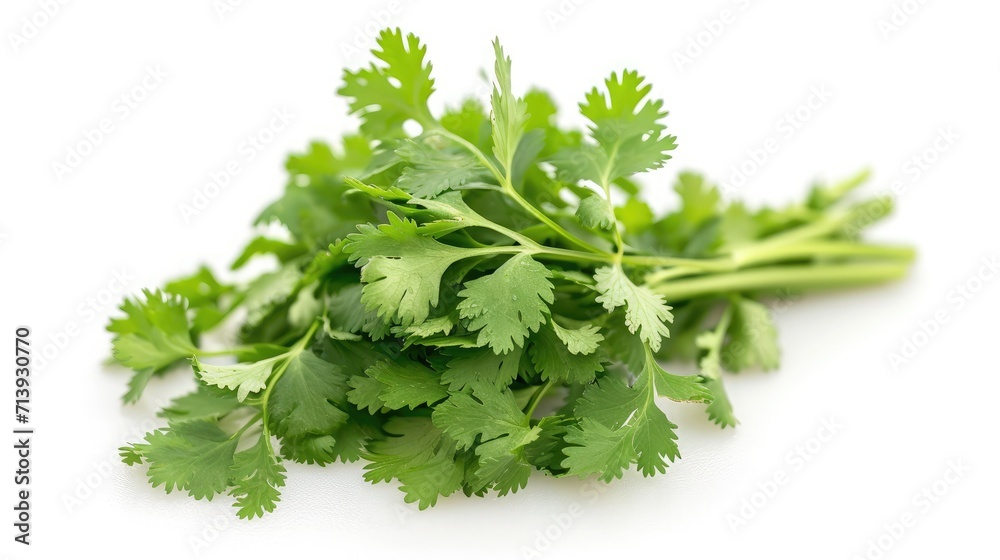 Coriander on isolated white background. Coriander on isolated white background.