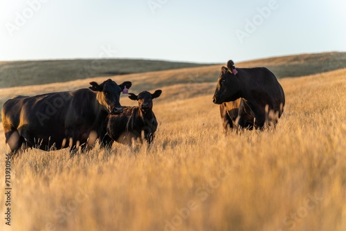 livestock on a regenerative agriculture farm practicing sustainable agricultural practices in summer