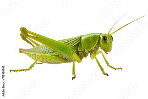 Grasshopper Isolated on Transparent Background